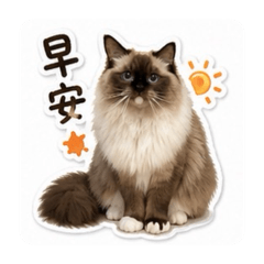 灰搭寶寶