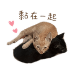 貓の生活