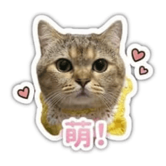 三十萬日常貼圖