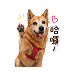 我是可愛的蔡妹妹