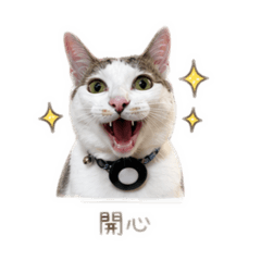 胖胖日常1 白底虎斑貓