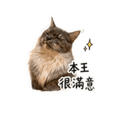 拾壹貓｜每天都想請假