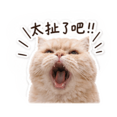 芸的貓
