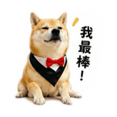 柴犬-嘟嘟寶貝