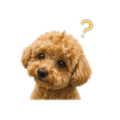 Toby朱頭啤的一天