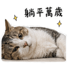 生活疲倦的哈秋