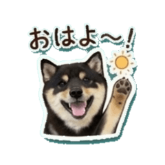 mameshiba Ryuu - Daily Chat Stickers