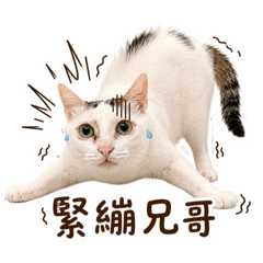Nami納咪寶寶日常對話