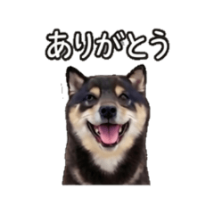 mameshiba Ryuu - ThankYou Stickers