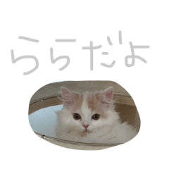 a-chan_20260429031234