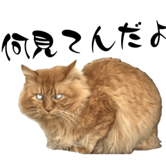 otankonasu_20260429060159