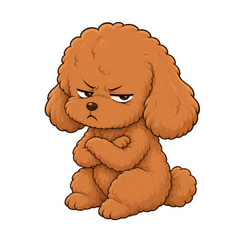 Grumpy Toy Poodle's Daily Life