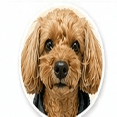 - Carl Daily Chat Stickers