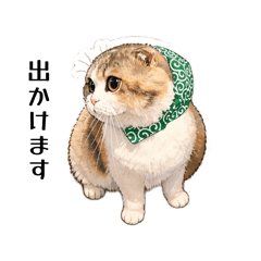 cyamame calico cat