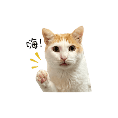 醜八怪林咪咪