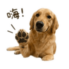 七餅來囉-黃金獵犬