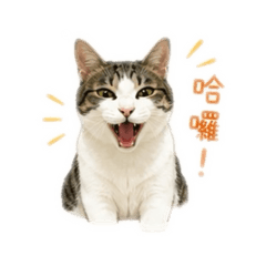 林小偷愛搗蛋