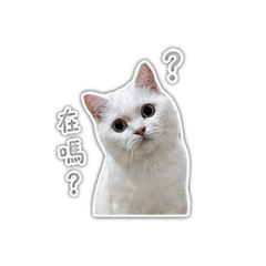 泡泡小貝