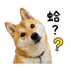 My Cute Shiba Niuniu 2