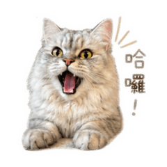 搭惹來了