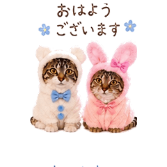 Mocha & Latte Bunny & Bear Stickers