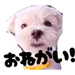 Gengen_20260429095755
