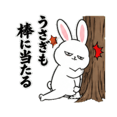 Cocky Bunny