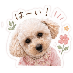 ayame_20260428200551