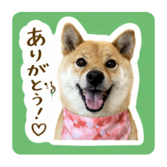 shibainufuku_20260429051747