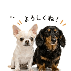 Chihuahua and Dachshund Daily