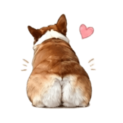 corgi_maru