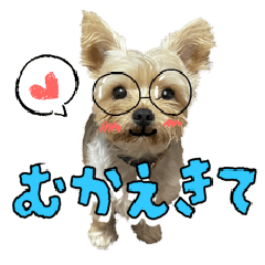 Cheerful Yorkie(Quick Reply Handy Ver.)