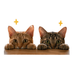 木吉多比一家❤️