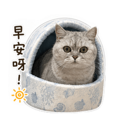 五隻貓咪喵喵喵