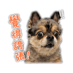 蒜蓉鹽巴妳好嗎