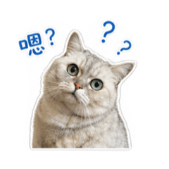 貓咪貓咪貓咪喵喵