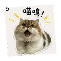 王貓家
