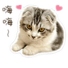 貓咪妮妮貼