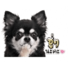 Porsche the chihuahua