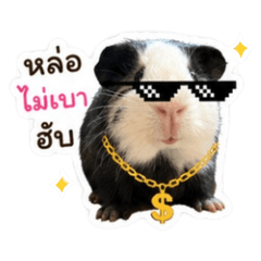 Cavy KhaoNiao