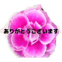 na-tann_20260429041810