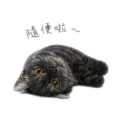 黑芝麻小口愛❤️