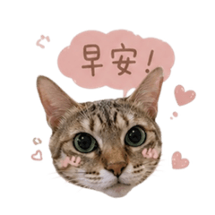 喵喵的日常1