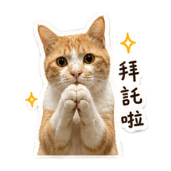 大小橘咪