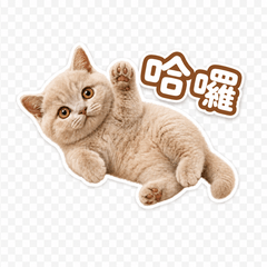 曼赤肯_阿布