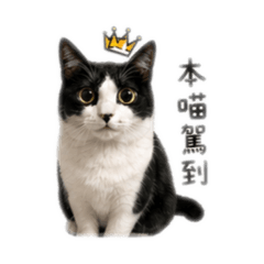 賓士貓PT可愛日常