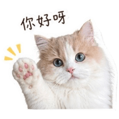 GT貓貓日常
