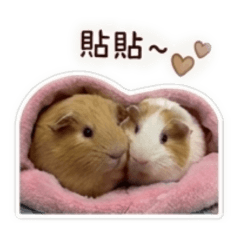 小皮球們說你好｜天竺鼠