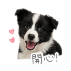 邊牧Money 的日常用語