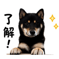 黑柴嚕卡の日常篇